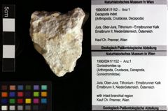 Foto (Objket + Etiketten) von Goniodromites sp. 